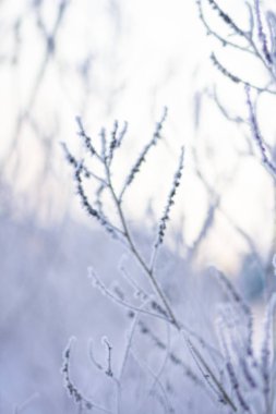 Donmuş otların arasında hoarfrost