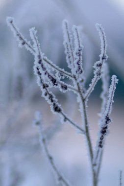 Donmuş otların arasında hoarfrost