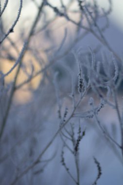 Donmuş otların arasında hoarfrost