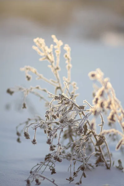 Donmuş Otların Arasında Hoarfrost — Stok fotoğraf