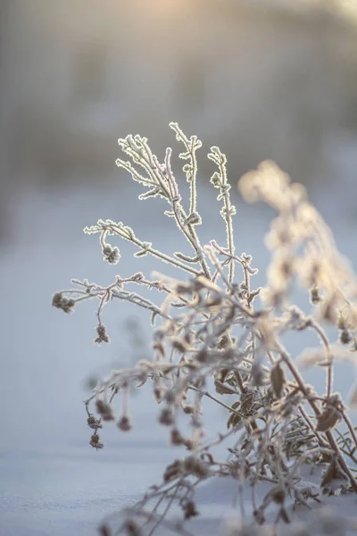 Donmuş Otların Arasında Hoarfrost — Stok fotoğraf