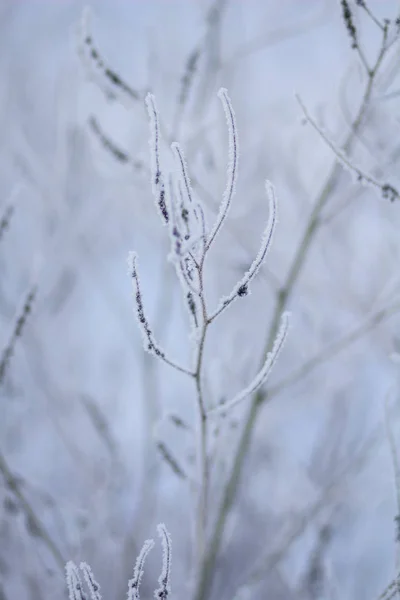 Frozen Grass Hoarfrost — Stock Photo, Image