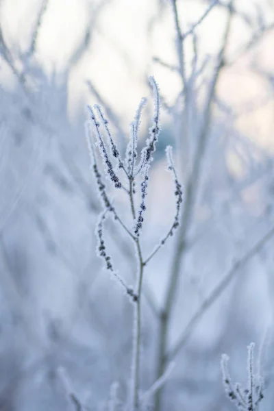 霜で凍った草 — ストック写真