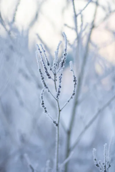 Donmuş Otların Arasında Hoarfrost — Stok fotoğraf