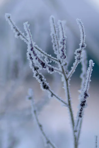 Frozen grass in hoarfrost