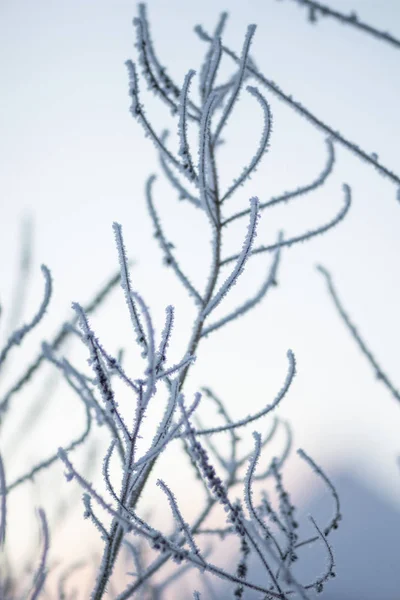 Donmuş Otların Arasında Hoarfrost — Stok fotoğraf