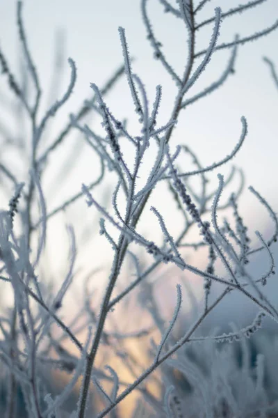 Frozen Grass Hoarfrost — Stock Photo, Image