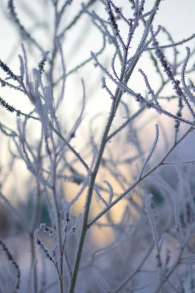 Donmuş Otların Arasında Hoarfrost — Stok fotoğraf