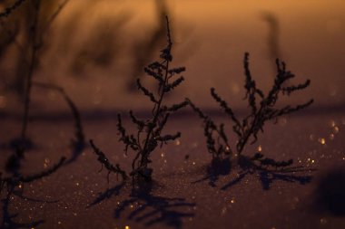 bir fener ışığı altında donmuş ot