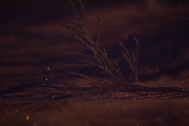 bir fener ışığı altında donmuş ot