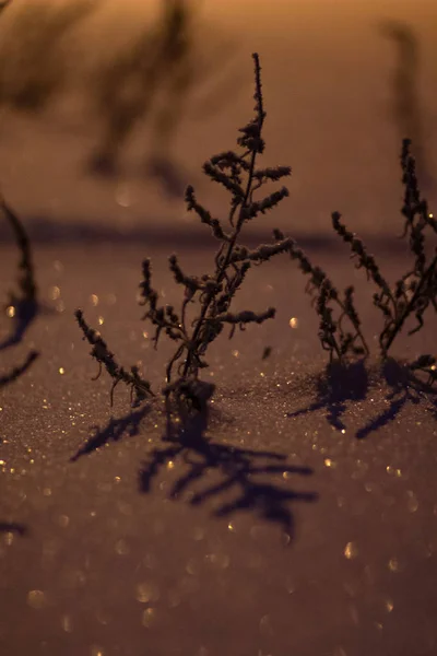 Gefrorenes Gras Licht Einer Laterne — Stockfoto