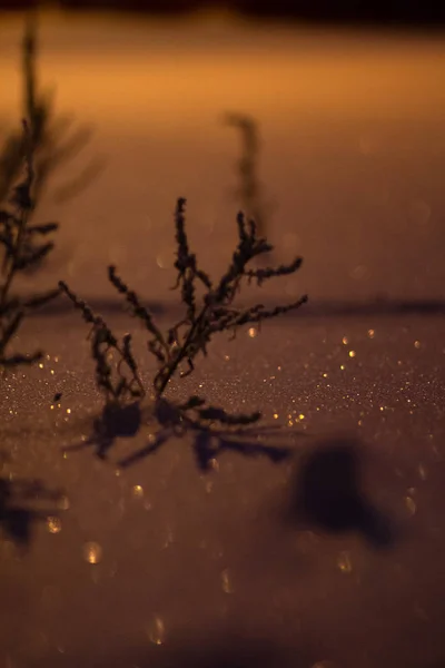 Bir Fener Işığı Altında Donmuş — Stok fotoğraf