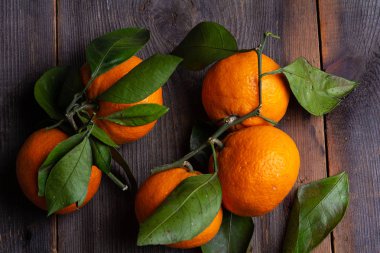 mandalina çam kurullarında yaprakları ile