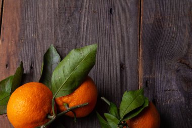 mandalina çam kurullarında yaprakları ile