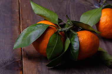 mandalina çam kurullarında yaprakları ile