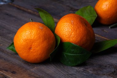 mandalina çam kurullarında yaprakları ile