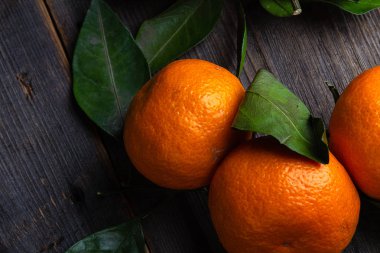 mandalina çam kurullarında yaprakları ile