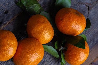 mandalina çam kurullarında yaprakları ile