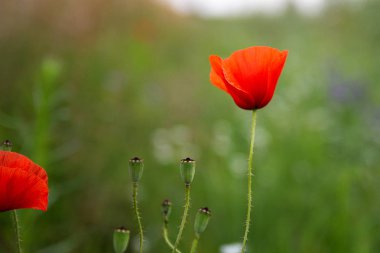 Kırmızı haşhaş tarlada