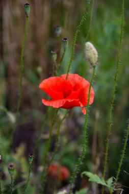 Kırmızı haşhaş tarlada