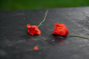 Kırmızı haşhaş, haşhaş, kırmızı, vahşi çiçekler, çiçek, yaz, yaz günü, mevsim, Temmuz, Temmuz çiçekler, sıcak gün, ağaç, ahşap masa, siyah, yeşil, çiçekler, bitkiler, doğa