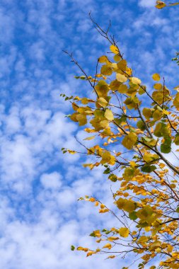Mavi gökyüzü ve beyaz bulutlar