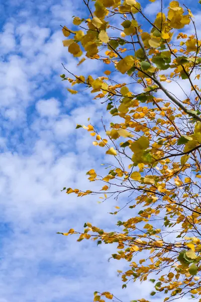 stock image blue sky and white clouds