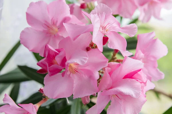 Rosa Blommor Oleander Bush — Stockfoto