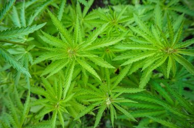 Kapalı alan kavramı marihuana yetiştirir. Eğlence amaçlı marihuana. Esrar dokusu