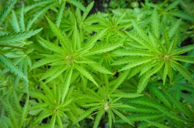 Kapalı alan kavramı marihuana yetiştirir. Eğlence amaçlı marihuana. Esrar dokusu