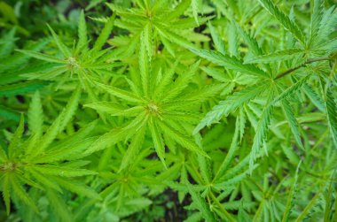 Kapalı alan kavramı marihuana yetiştirir. Eğlence amaçlı marihuana. Esrar dokusu