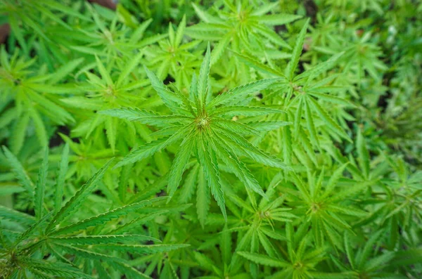 Begreppet Inomhus Odlar Marijuana Marijuana För Rekreationsändamål Cannabis Struktur — Stockfoto