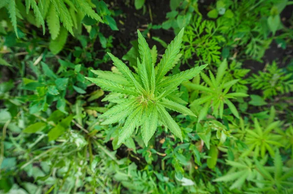 Koncepcja Uprawy Marihuany Pomieszczeniach Marihuana Dla Celów Rekreacyjnych Konopie Indyjskie — Zdjęcie stockowe