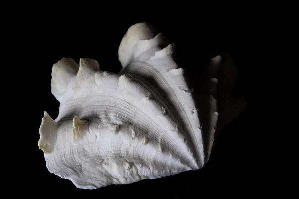黒い背景の白い殻 — ストック写真