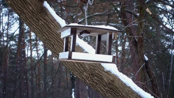 Árbol Con Caja Aves Alimentador Aves Madera — Vídeos de Stock