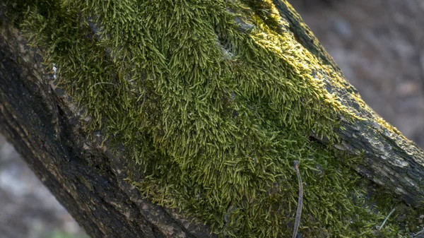 The green moss on the tree bark. — Stock Photo, Image