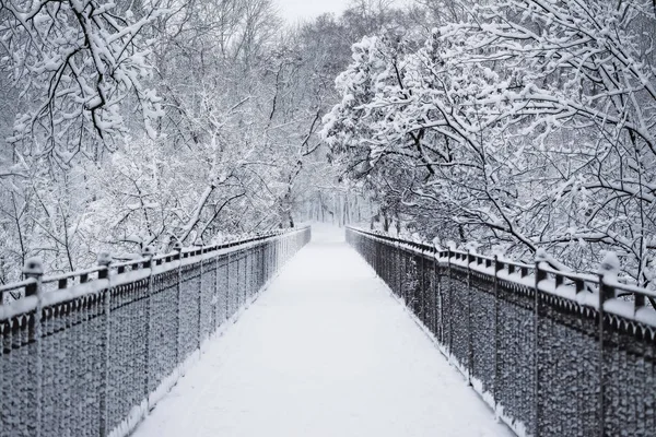 Passarela Árvores Cobertas Neve Espessa Dia Maçante Cena Inverno — Fotografia de Stock