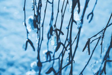 Huş ağacı dalları kedicikler ile asılı üzerinde mavi tonlarında tonda bir karlı arka plan bulanık buzla kaplı. Renkli kış görünümü