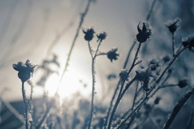 Dalları Kuşburnu Bush arka ışık kar ile kaplı. Doğal kış arka plan. Tonda