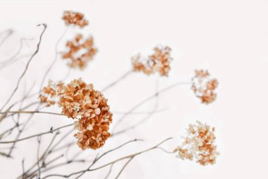 HORTENSIA (ortanca) çiçekler ve twigs doğal karlı arka plan üzerinde kuru. Güzel kış manzara sakin hafif tonları içinde. Sığ derinlik-in tarla