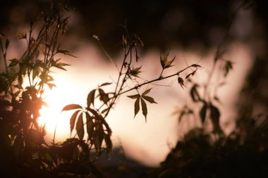 Gün batımında arka ışıkta asma silueti. Sıcak renklerde pitoresk doğa arka plan