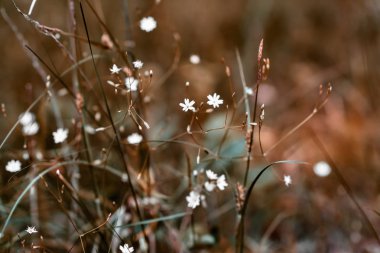 Bulanık arka plan üzerinde çim küçük beyaz çiçekler. Tonlu, seçici odak, sığ alan derinliği