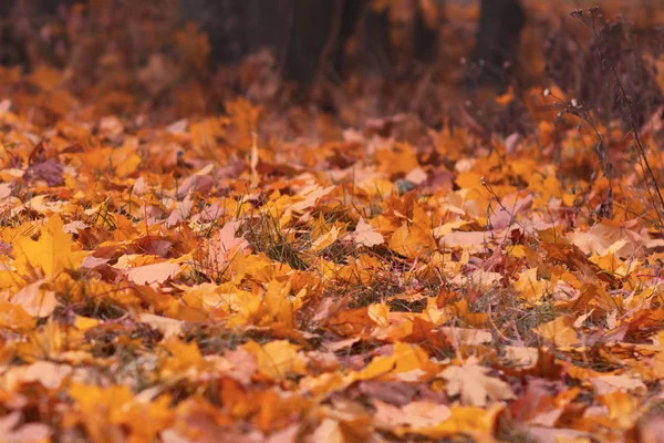 Herbstgefallenes Laub Auf Dem Boden Wald Saisonal Malerischen Hintergrund Gemildert — Stockfoto