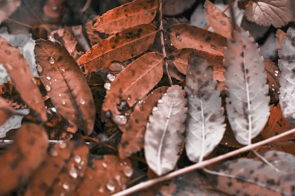 Upadłe Liście Deszczem Spada Ziemię Jesiennym Lesie Sezonowe Tło Barwach — Zdjęcie stockowe