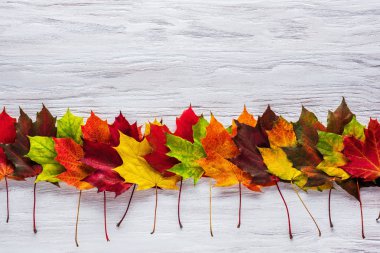 Beyaz ahşap yüzeyüzerinde çeşitli renklerde canlı akçaağaç yaprakları Satır. Sonbahar başlangıçlı konsept. Üst görünüm, düz döşeme, kopyalama alanı