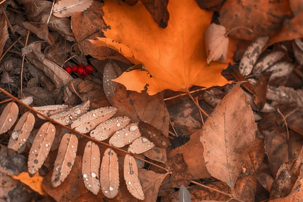 Upadłe Liście Kroplami Deszczu Czerwone Jagody Jarzębiny Ziemi Jesiennym Lesie — Zdjęcie stockowe