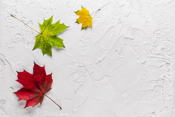 白い石膏表面に様々な色の3つの鮮やかなカエデの葉 秋の到着コンセプト トップビュー フラットレイ コピースペース — ストック写真