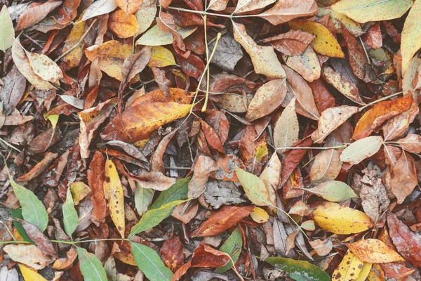 Trockenes Laub Auf Dem Boden Herbst Saisonalen Hintergrund Und Textur — Stockfoto