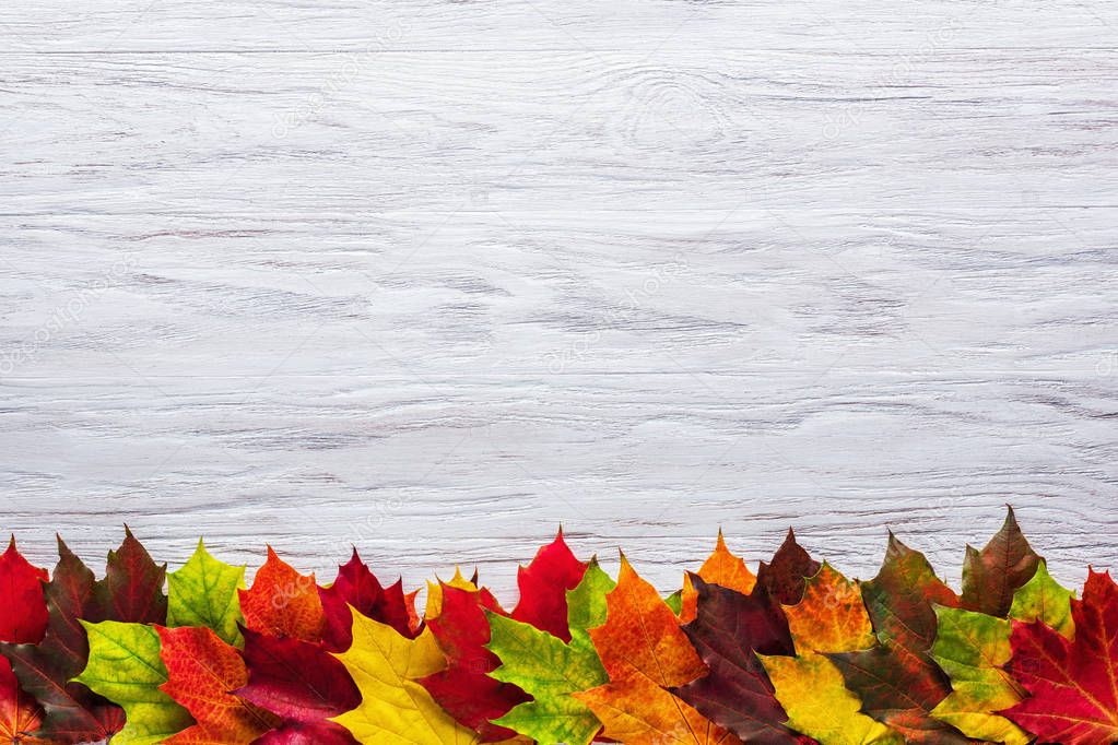 Row of multicolored maple leaves on white wooden surface. Autumn layout. Design template. Top view, flat lay, copy space