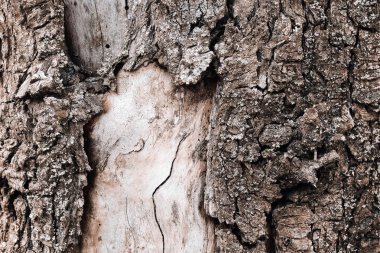 Yaşlı bir ağacın kısmen soyulmuş kabuğu. Rustik doku ve arka plan. Yakın çekim, kopyalama alanı